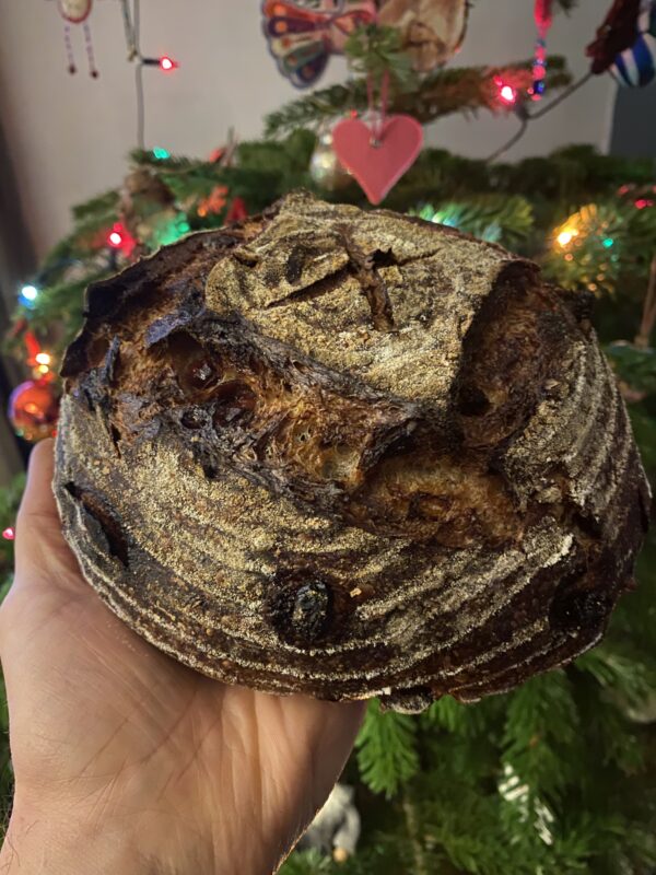 Festive Cranberry and Pecan Sourdough (&pound6.75/650 gms)